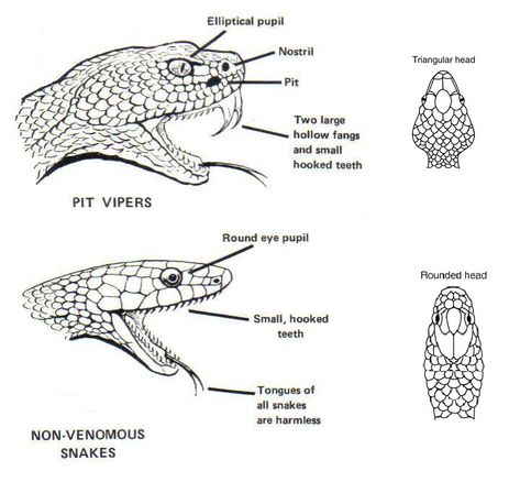 Although most snakes have teeth, four rows on the top and two on the bottom, not all snakes have fangs. Only the poisonous ones do. Fangs are sharp, long, hollow or grooved teeth that are connected to a small sac in the snake's head behind its eyes. These sacs produce a poisonous liquid called venom Teeth Drawing, Venom Snake, Snake Painting, Poisonous Snakes, Types Of Snake, Snake Drawing, Snake Venom, Snake Art, Pet Snake