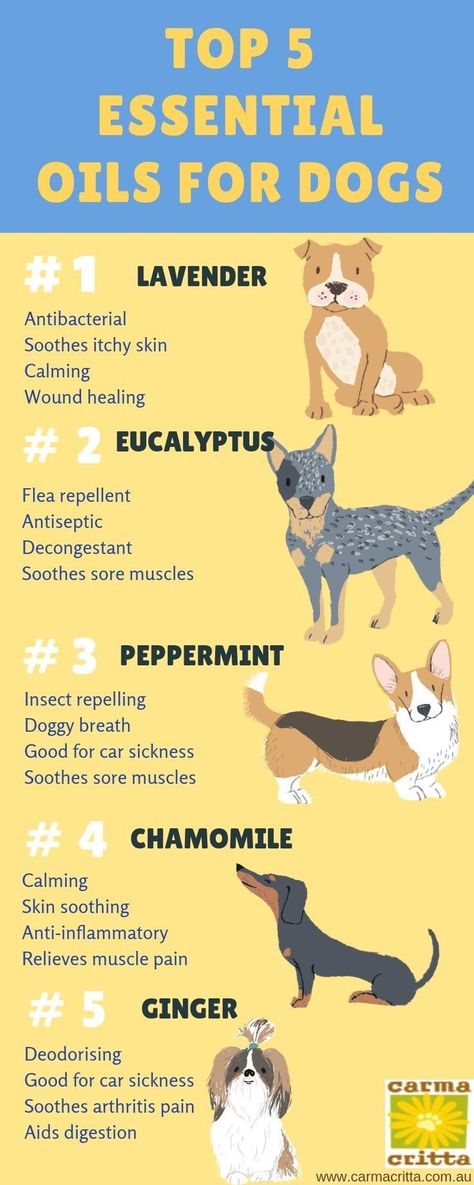 Essential Oils Good For Dogs, Essential Oils For Puppies, Pet Friendly Essential Oil Blends, Calming Essential Oils For Dogs, Essential Oil For Itchy Dog Skin, Oils For Dogs Itchy Skin, Essential Oils For Dogs Odor, Essential Oils And Dogs, Essential Oils For Dogs Itching