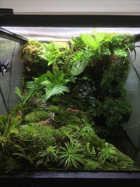 Terrarium, dart frog, vivarium Paludarium Dart Frog, Poison Dart Frog Terrarium, 12x12x18 Terrarium, Dart Frog Vivarium Ideas, Salamander Vivarium, Poison Dart Frog Vivarium, Frog Vivarium Ideas, Frog Terrarium Ideas, Big Terrarium