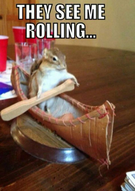 They see me rollin... Weird Stuffed Animals, Flirt Text Messages, Flirting Quotes Funny, Boy Quotes, Flirting Memes, Flirting Humor, Flirting Quotes, Cool Pets, Animal Quotes