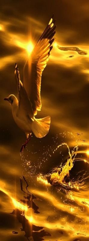 CARAMELO....❤ Belle Nature, Hans Christian, Mellow Yellow, Beautiful Sunset, Birds In Flight, Belle Photo, Sunrise Sunset, Beautiful Birds, Beautiful World