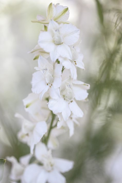 Delphinium consolida, 'White King' White Delphinium, Seed Catalogs, White King, Summer Bedding, Flower Spike, Charming Garden, Cream Flowers, Fresh Cut Flowers, Elegant Flowers