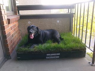 Dog Spaces Outdoor, Outdoor Dog Spaces, Porch Potty, Dog Potty Area, Apartment Dogs, Dog Spaces, Dog Toilet, Dog Potty, Dog Area