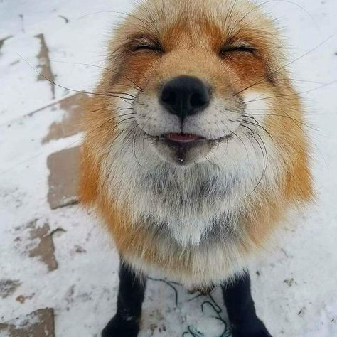 22 Animals That Are Almost Too Cute to Be Real An Animal, Fox, Animals