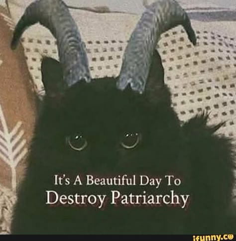 It's A Beautiful Day To Destroy Patriarchy – popular memes on the site iFunny.co #cool #memes #its #beautiful #day #to #destroy #patriarchy #pic Inspiration Tattoos, 강아지 그림, What’s Going On, Reaction Pictures, The Words, Dark Aesthetic, Mood Pics, Beautiful Day, Black Cat