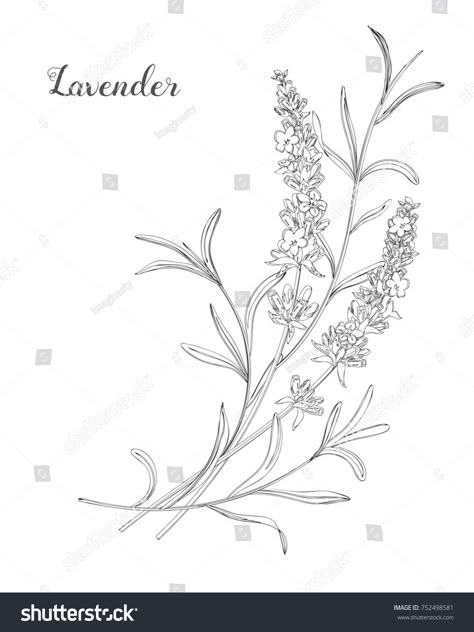 Lavender Illustration, Doodle Line Art, Flowers Doodle, Plant Sketches, Lavender Tattoo, Line Art Vector, Flower Art Drawing, Flower Sketches, Lavender Plant