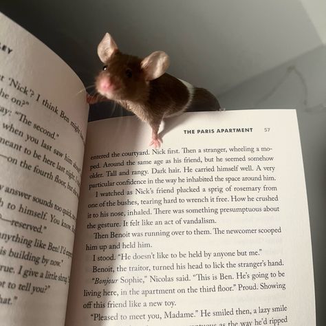 Cute Rat Wallpers, Rat Profile Picture, Pet Mice Aesthetic, Rodent Aesthetic, Pet Mouse Aesthetic, Pet Rat Aesthetic, Cute Rats Aesthetic, Rat Icons, Mice Aesthetic