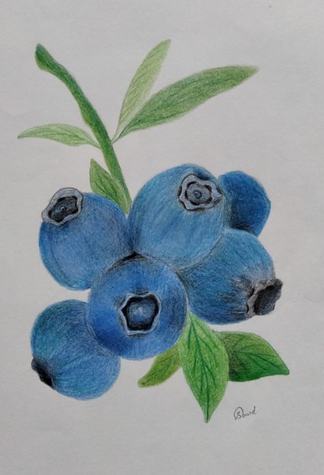 simple pencil drawing of blueberry Blueberry Drawing, Drawing Simple, Pencil Drawings Easy, Pencil Drawing, Pencil Drawings, Pencil, Drawings, Plants, Art