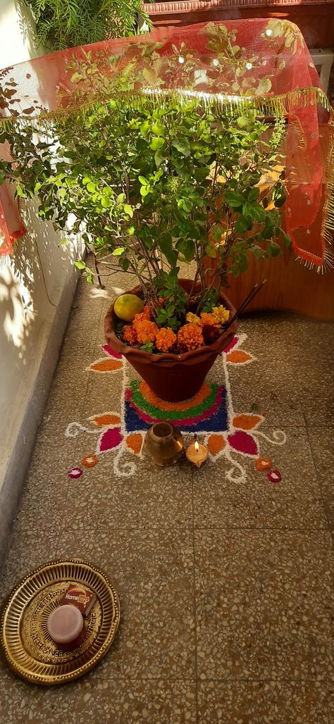 Tulsi Ji Decoration, Puja Room Colour Ideas, Tulsi Vivah Pic, Tulsi Vivah Photos, Tulsi Vivah Snap, Tulsi Wallpaper, Tulsi Vivah Decoration Ideas, Tulsi Diwas Wishes, Rangoli Near Tulsi Plant