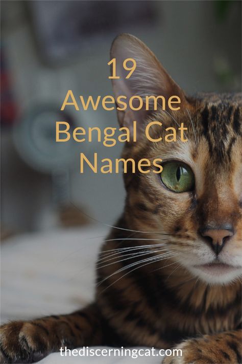 Bengal Cat Names: Looking for a name for your Bengal cat? Here is how to think about choosing a name for your Bengal Cat plus 19 great options PLUS even more Bengal cat name inspiration Female Cat Names Unique, Badass Cat Names, Bengal Cat Aesthetic, Cute Kitten Names, Cat Names Male, Kitten Names Unique, Kitten Names Girl, Bengal Cat Names, White Bengal Cat