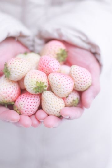 Lime Cream, Fruit Tarts, Pink Food, White Strawberry, Sleep Over, Incredible Edibles, Food Photography Inspiration, Beautiful Fruits, Fruit Tart