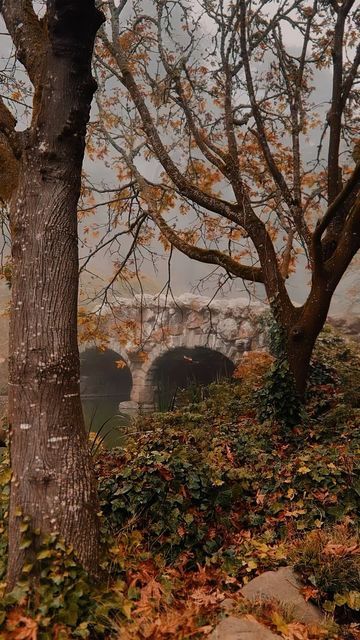 Nahala Oaks on Instagram: "Foggy mornings in Golden Gate Park #autumn #leaves🍁 #fall #sanfrancisco #magic #fairycore #cottagecore" Cottage Core Autumn Aesthetic, Fall Victorian Aesthetic, Magical Autumn Forest, Autumn Mushroom Aesthetic, Autumn Garden Aesthetic, Autumn Forest Photography, Autumn Cottagecore Aesthetic, Fall Woods Aesthetic, Fall Cottagecore Aesthetic