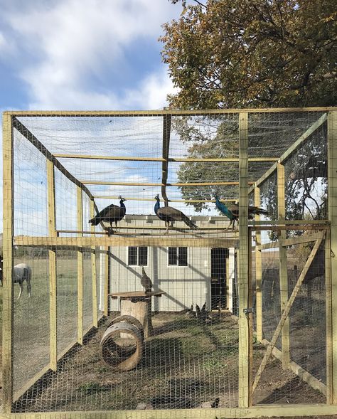 Peacock Coop Pens, Peacock Pens Ideas, Turkey Cages Ideas, Poultry Pen Ideas, Pheasant Pen Ideas, Peacock Coop Ideas, Peacock Enclosure Ideas, Turkey Enclosure Ideas, Turkey Enclosure