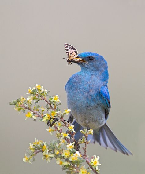 Western Bluebird, Mountain Bluebird, Crazy Bird, Blue Birds, Backyard Birds, All Birds, Exotic Birds, Pretty Birds, Bird Photo