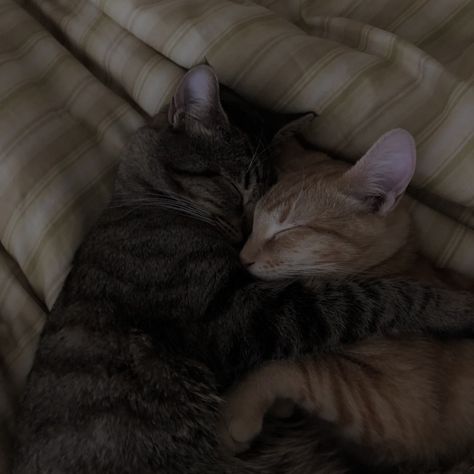 Sleeping Aesthetic Couple, Aesthetic Cuddling, 2 Cats Hugging, Cat Romance, Cuddle Cat, Cats Cuddling, Goofy Things, Cat Hug, Cat Couple