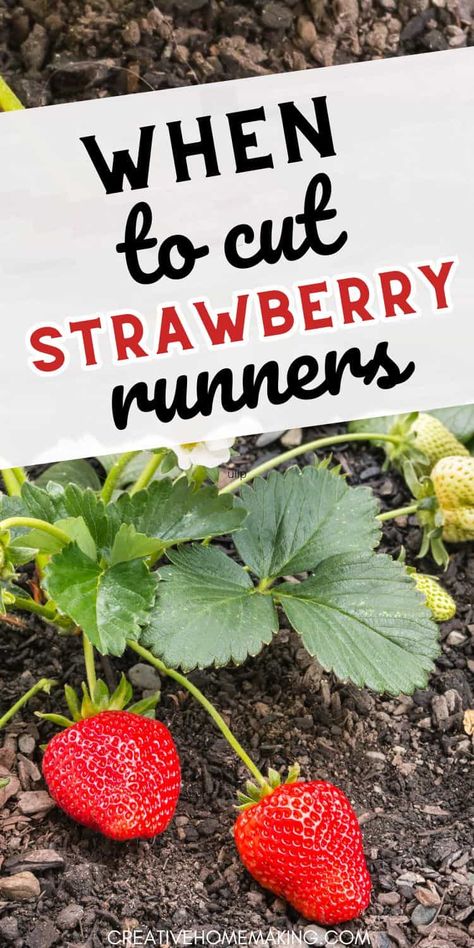 Unlock the secrets of when to cut strawberry runners for maximum fruit production. Follow our advice to maintain a thriving strawberry garden all season long! Strawberry Garden Ideas Raised Beds, Strawberry Runners Tips, Raspberry Garden Ideas Trellis, Strawberry Plant Runners, Strawberry Fertilizer, Regrowing Vegetables, Strawberry Gardening, Gardening Strawberries, Strawberry Growing