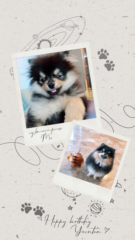 Yontan Papa, Yeontan Cute Wallpaper, Yeontan Taehyung, Taehyung Yeontan, Yeontan Pictures, Kim Yeontan, Bts Dogs, Black Wallpapers Tumblr, Cute Fall Wallpaper