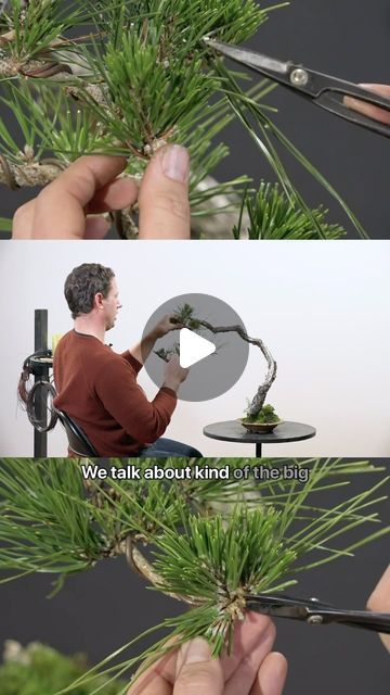 Mirai on Instagram: "Fall Shoot Selection.

Mastering the timing and technique for refining multi-flush pines is full of nuances. Catch this sneak peek as Ryan breaks down fall growth management for Japanese Black Pine, from shoot selection to balancing needle mass for strength—full video available only on Mirai Live.
.
.
.
.
.
#bonsai #bonsaitree #bonsaiwork #treework #bonsaiartist #pinebonsai #pines" Japanese Black Pine, Pine Bonsai, Fall Shoot, Black Pine, Bonsai Tree, Sneak Peek, Black, Instagram