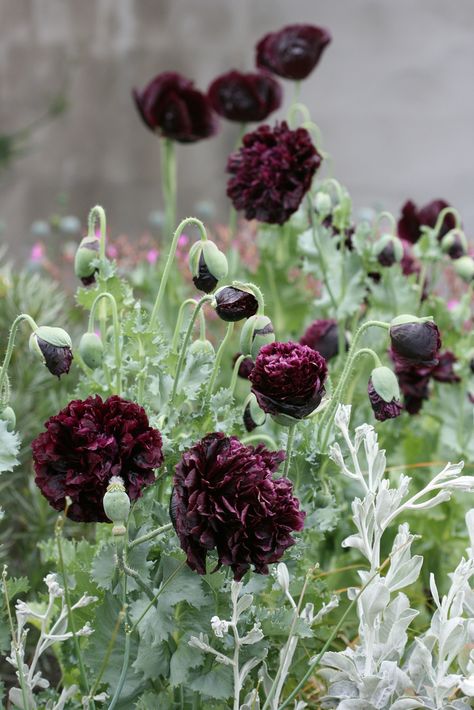 Explore anniesannuals' photos on Flickr. anniesannuals has uploaded 4587 photos to Flickr. Peony Poppy, Poppy Flower Seeds, Black Peony, Goth Garden, Gothic Garden, Black Garden, Have Inspiration, Poppy Seeds, Black Flowers