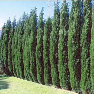 Columnar Evergreens for Sale | Fast-Growing-Trees.com Thuja Green Giant, Emerald Green Arborvitae, Fast Growing Evergreens, Cupressus Sempervirens, Privacy Hedge, Privacy Trees, Myrtle Tree, Columnar Trees, Privacy Landscaping