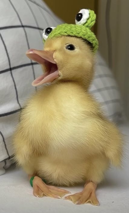 Funny Duck Pics, Cute Duck Photos, Ducks With Hats, Raising Ducks For Beginners, Ducks For Beginners, Call Ducks, Duck Care, Duck Pens, Pet Duck