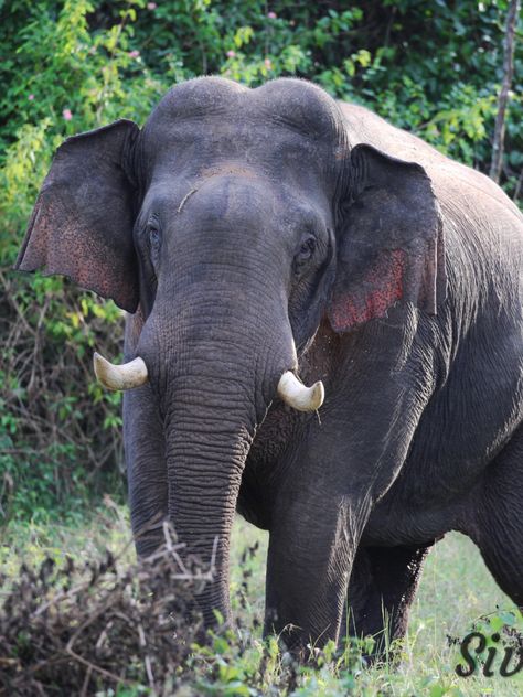 Indian Wildlife, Indian Elephant, My Father, National Park, Jeep, National Parks, Elephant, Animals