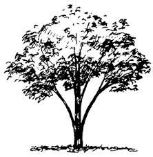 elm tree tattoo for greenwood Elm Tree Tattoo, Tattoos Tree, Tree Tattoos, Elm Tree, Fountain Grass, Tree Vector, Street Trees, Hand Drawn Pattern, Tree Illustration