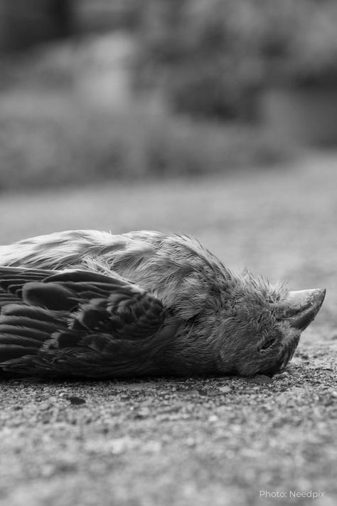 Unprecedented bird deaths have recently been recorded in New Mexico. According to reports, hundreds of thousands of different species of migratory birds will not be able to make their annual trip this winter after a mysterious phenomenon caused a mass die-off to these birds, which alarmed biologists in the southwestern United States. New Mexico State University, White Sands National Monument, Life Study, California Wildfires, Bird Migration, Migratory Birds, Different Birds, Science News, Drop Dead