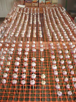 Curing Garlic Bulbs, Garlic Drying Rack Diy, Drying Garlic Bulbs, Garlic Drying Rack, Garlic Drying, Garlic Farming, Drying Garlic, Curing Garlic, Preserving Garlic