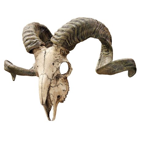 Skull Reference, Real Skull, Goat Skull, Animal Skeletons, Ram Skull, Animal Skull, Deer Skulls, Faux Taxidermy, Animal Bones