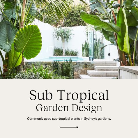 Layering - In nature, sub-tropical plants grow in layers – tall trees provide a canopy under which smaller trees, shrubs, and ground covers thrive. Mimic this structure in your garden by planting taller species towards the back and progressively shorter ones towards the front. Click the link to learn more. Tropical Ground Cover, Subtropical Plants, Tropical Feature Tree, Low Maintenance Tropical Garden, Tall Tropical Plants, Coastal Backyard, Garden Border Plants, Tropical Pool Landscaping, Landscaping Around Pool