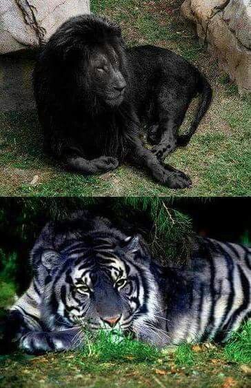 Two of the rarest creatures on earth. The black lion and the black tiger. Different Animals, Pictures Of Animals, Black Lion, Black Tiger, Black Tigers, Animale Rare, Rare Animals, Majestic Animals, A Tiger