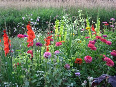 How to grow glads Gladiolus Garden, Dirty Nails, Summer Gardening, Gladiolus Flower, Gladioli, Overwintering, Green Things, Flowers Ideas, Flower Gardening