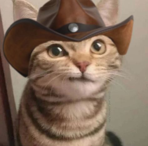 Cute Pets, Funny Comedy, Love Cute, Cowboy Hat, Follow For More, Cowboy, Memes, Funny