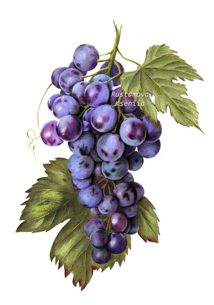 Grapes in process on Behance Grape Drawing, Grape Painting, Fruits Drawing, Watercolor Fruit, Fruit Illustration, Fruit Painting, Grape Bunch, China Painting, Color Pencil Art