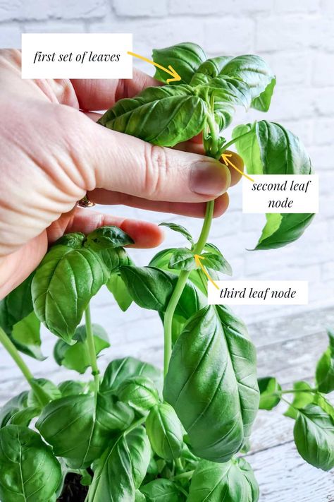 Make the most of your basil plants by learning how to cut basil to make your own pesto, dried basil, and more. Propagate Basil From Cuttings, How To Cut Basil From Plant, How To Propagate Basil, Propagate Basil, Pruning Basil, Preserving Basil, Types Of Basil, Harvesting Basil, Tomato Salsa Recipe