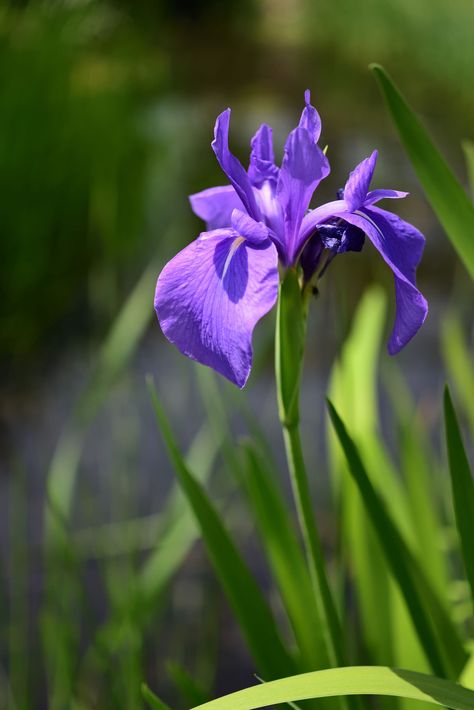 Hecate Background, Water Iris, Flower Reference, Japanese Iris, Lotus Flower Pictures, Iris Art, Iris Painting, Pond Plants, Iris Garden