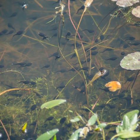 Tadpoles Aesthetic, Tadpole Aesthetic, Toad Tadpoles, Toad Aesthetic, Common Toad, Arctic Monkeys Lyrics, Neville Longbottom, Fraggle Rock, Cherry Wine