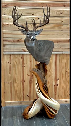 Juniper Taxidermy Pedestals & Display Stands – Rocky Mountain Twist Elk Pictures, Animal Taxidermy, Deer Mounts, Display Stands, Rocky Mountain, Taxidermy, Rocky Mountains, Display Stand, Elk