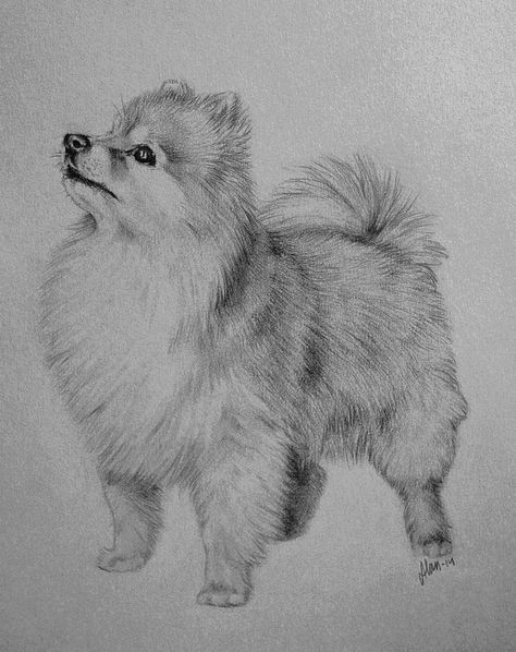 Animal Drawings Sketches, Dog Sketch, 강아지 그림, Pomeranian Dog, Pencil Art Drawings, Animal Sketches, Dog Drawing, Realistic Drawings, Cute Animal Drawings