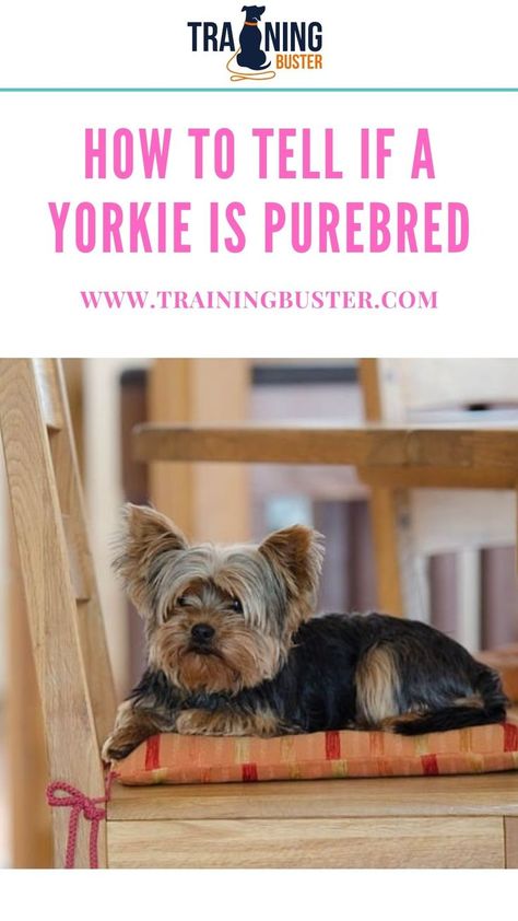 Yorkie Terrier Colors, Long Hair Yorkie Haircuts, Silky Terrier Puppies, Yorkie Terrier Haircuts, Yorkie Teddy Bear Cut, Yorkie Puppy Training, Yorkie Puppy Care, Yorkie Training, Brussel Griffon