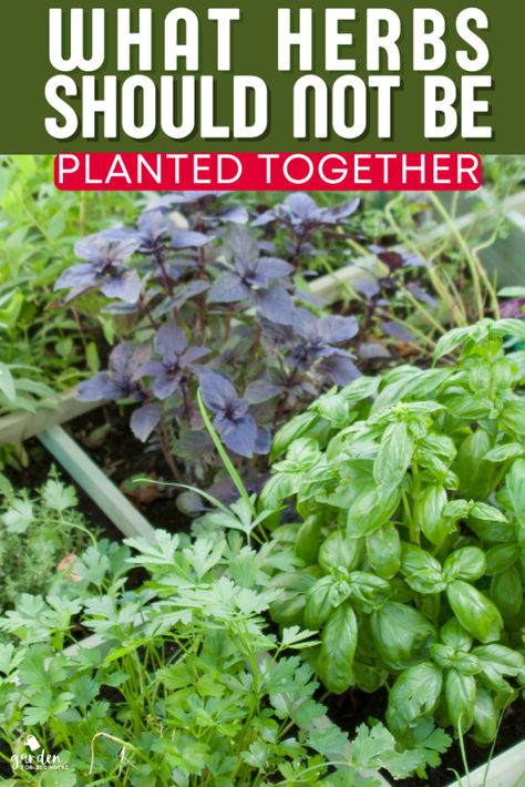 What Herbs Should Not Be Planted Together (1) Herb Garden Outdoor Containers, Best Way To Plant Herbs Outdoors, What Herbs Are Perennials, Dill Herb Plant, How To Take Care Of Herbs, Cooking Herbs Garden, How To Grow Medicinal Herbs, Starting Herb Garden, How To Harvest Herbs From Garden