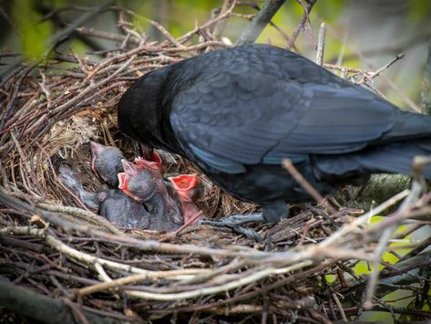 Crow Food, Brain Size, Baby Crows, American Crow, Bird Brain, Food Supplies, Flying With A Baby, Crow's Nest, Human Evolution