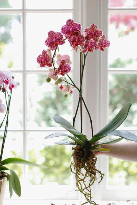 Orchids Hanging Ideas, Care Of Orchids How To Take, Hanging Orchids Outside Ideas, Indoor Orchids Garden, Hanging Orchids Ideas, Orchid On Wood, Growing Orchids Indoors, Orchids Pots Ideas Planters, Orchid Pots With Holes