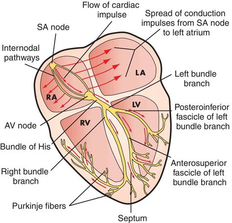 Electrical Conduction System Of The Heart, Conduction System Of The Heart, Heart Definition, Cardiology Study, Cath Lab Nursing, Advanced Pathophysiology, Heart Meaning, Cardiac Anatomy, Cardiac Sonography