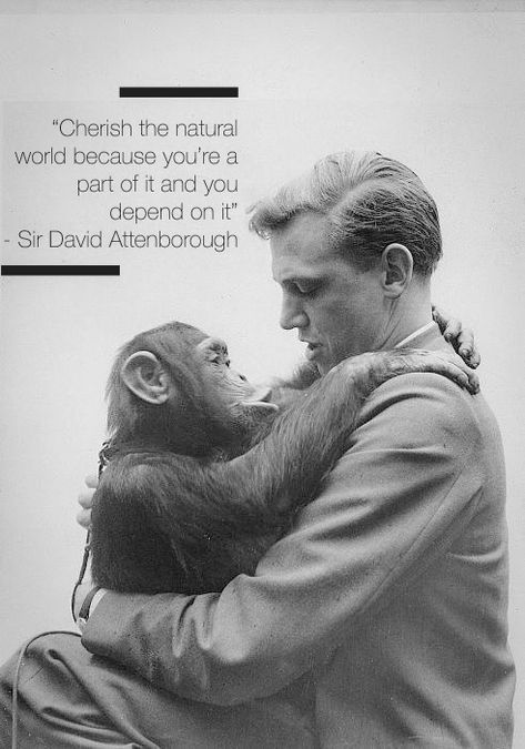 David Attenborough, Animals, Nature, BBC, Earth, Planet Earth David Attenborough Quotes, David Attenborough, Hakone, Charles Darwin, The Embrace, Inspirational People, Natural World, Role Models, Famous People