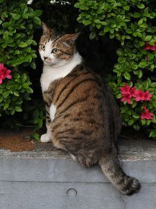 Wow, left sleeve, little mustache left of nose, these markings look familiar! Tabby Cat Names, White Tabby Cat, Brown Tabby, Tabby Cats, Warrior Cats Art, Cats For Sale, Owning A Cat, Orange Tabby, Warrior Cat