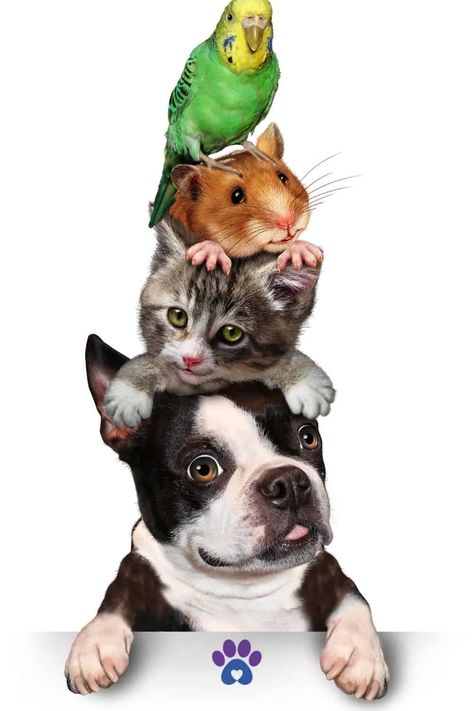 Pet Store Design, Pet Store Ideas, Gatos Cool, Family Pets, Dog Wallpaper, Pet Sitters, Dog Walker, Dog Care, Pet Store