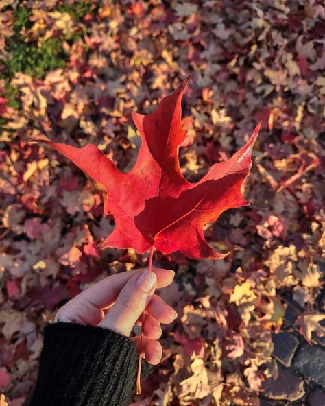 Red Aesthetic Fall, Tree Aesthetic, Leaf Photography, Orange Leaves, Red Fall, Cream Aesthetic, Big Leaves, Orange Leaf, Orange Aesthetic