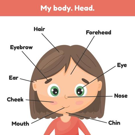 Face little cute girl. poster head parts... | Premium Vector #Freepik #vector #girl #cartoon #hair #chart My Face Worksheet For Kids, Face Parts Worksheet, Face Parts For Kids, Face Vocabulary, Anatomy For Kids, Evs Worksheet, Hair Chart, Preschool Charts, Vector Face